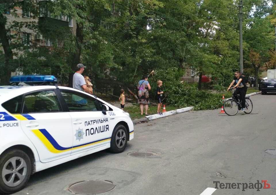 В Кременчуге на тротуар рухнуло дерево (фото)