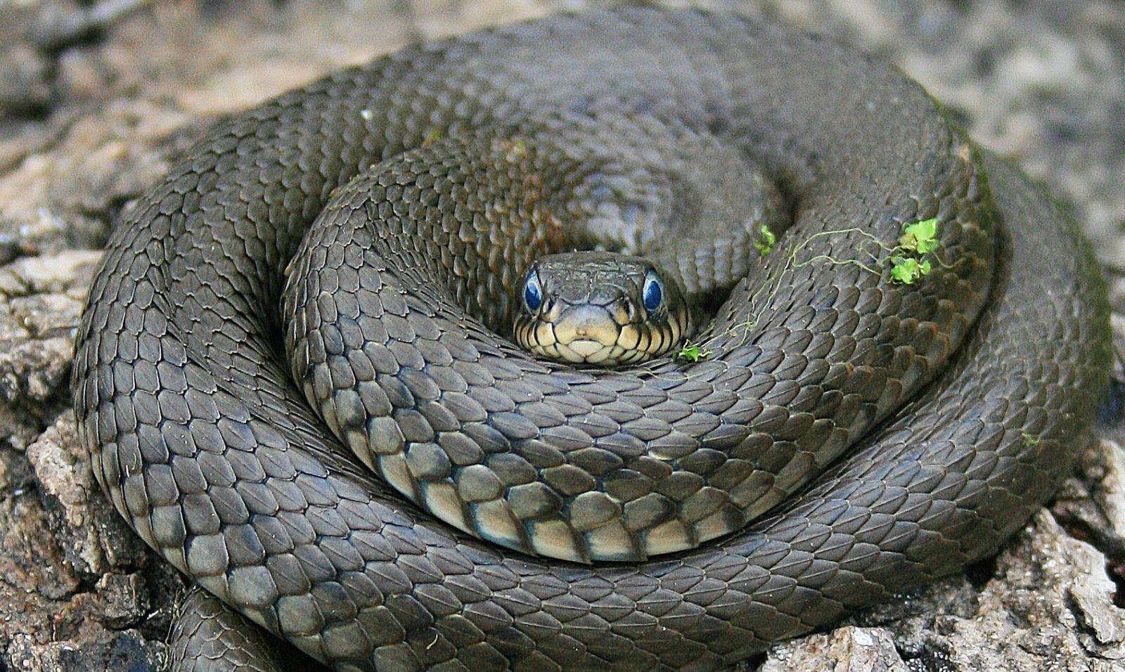 Какие змеи есть в дагестане фото