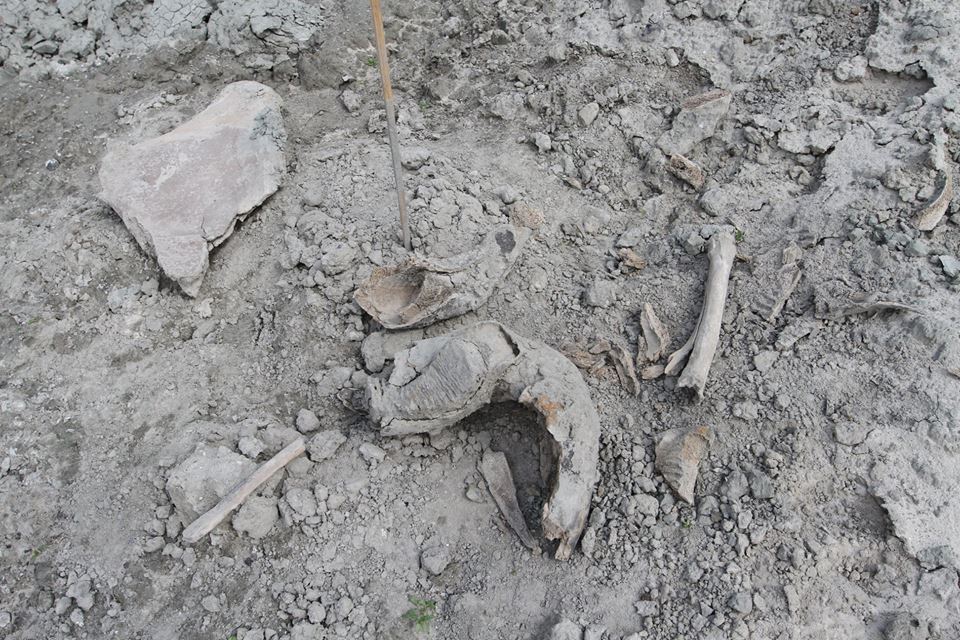 На Полтавщине нашли окаменелости времен Ледникового периода (фото)