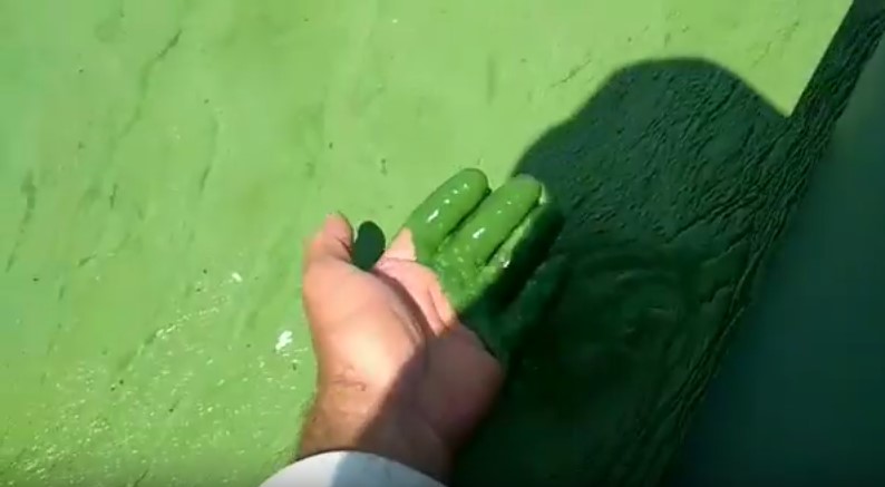 Рыбак опустил руку в зеленую жижу, которой покрылся Днепр (видео)
