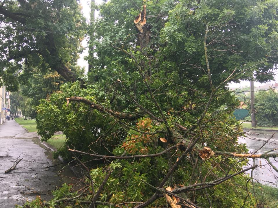 В Полтаве рухнуло дерево (фото)