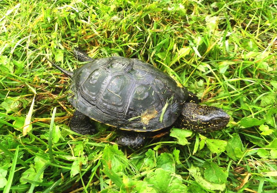 В городе на Полтавщине все чаще встречают болотных черепах (фото)