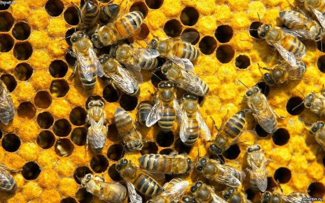 Пасеки Полтавщины признаны лучшими для украинской степной породы пчел