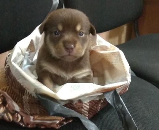 В Кременчуге нашли щенка в завязанном пакете (фото)