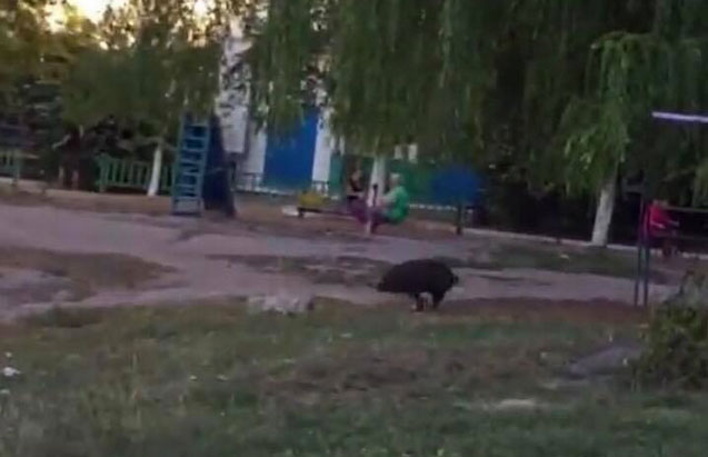 На детской площадке в Кременчуге заметили свинью (фото)