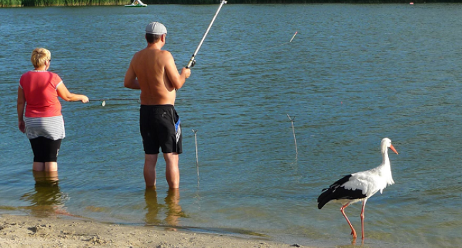 Аист рыбачит вместе с жителями Горишних Плавней (фото)