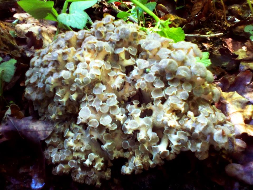 На Полтавщине нашли удивительный гриб (фото)