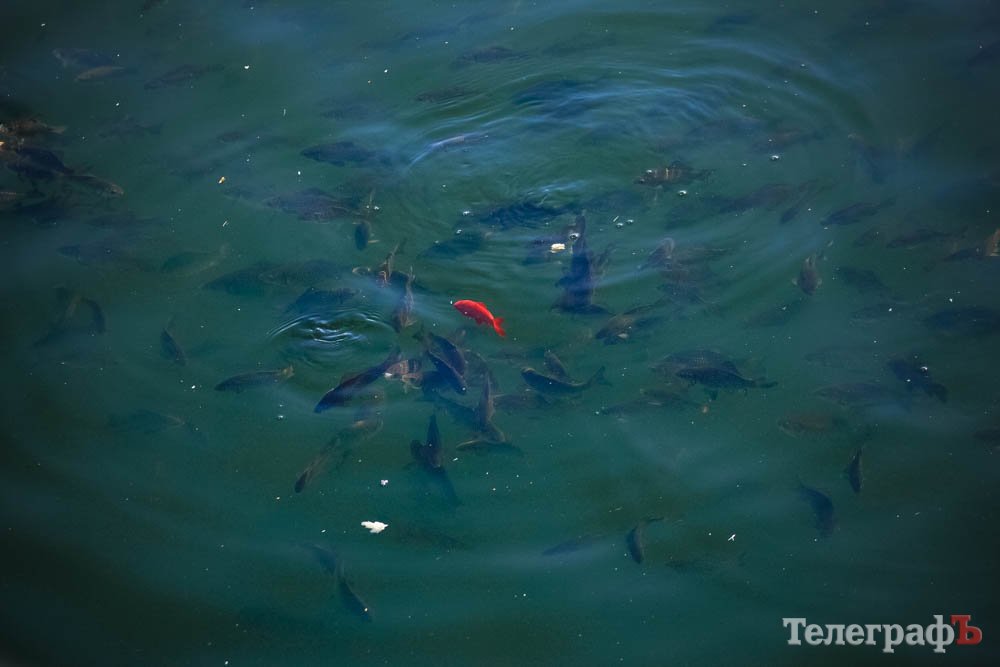 В Кременчуге в озеро выпустили 150 золотых рыбок (фото)