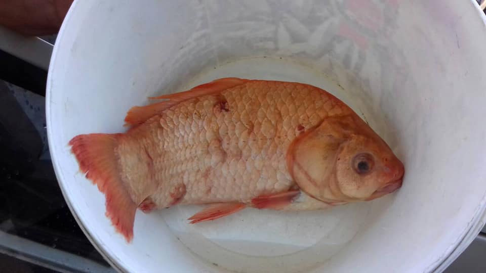 В Днепре на Полтавщине выловили странную рыбу (фото)