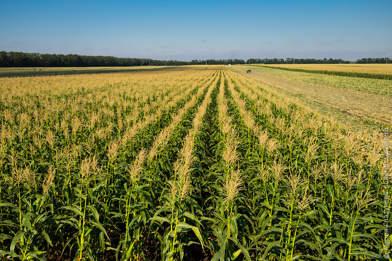 На Полтавщине с поля украли 150 килограммов кукурузы