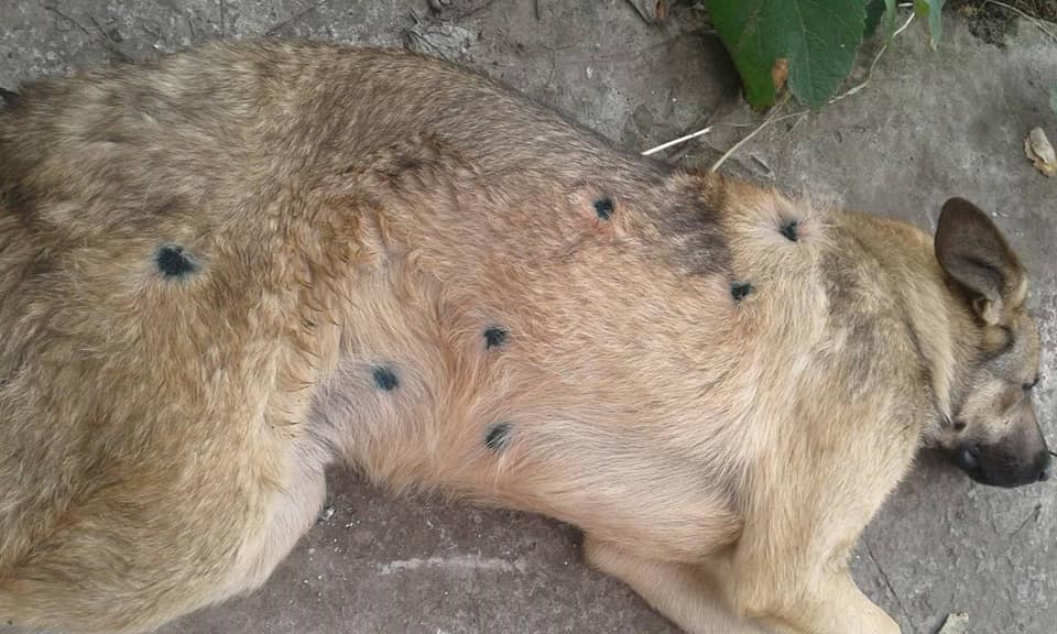 На Полтавщине в дачном сообществе расстреляли собаку (фото 18+)