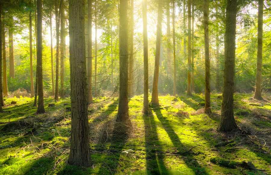 Предприятие на Полтавщине возместит убытки от спиленных деревьев