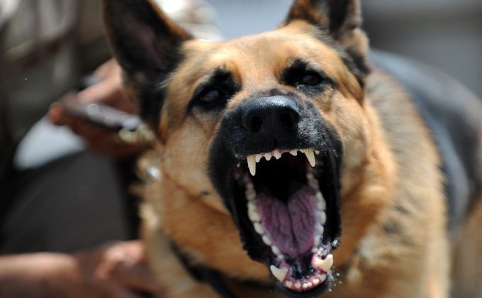 Под Полтавой – нашествие агрессивных собак