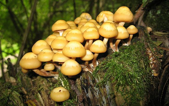На Полтавщине массово травятся грибами