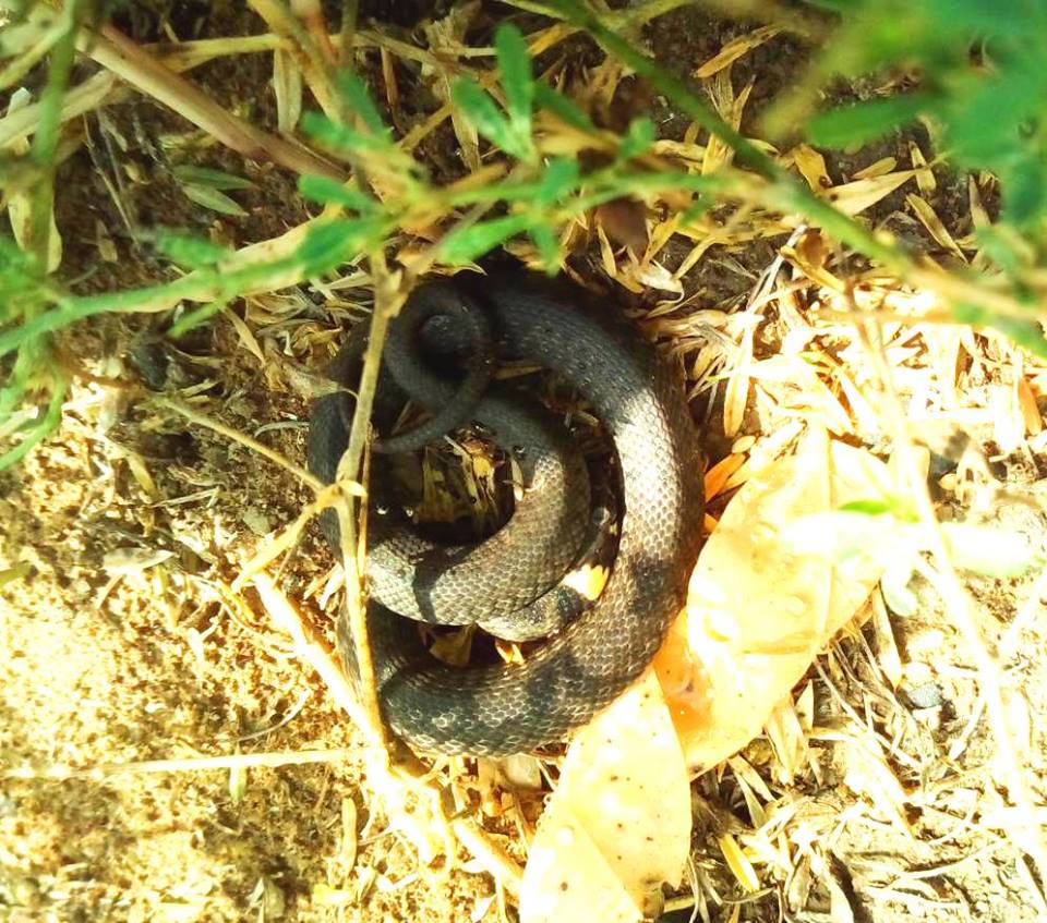 В полтавском парке змеи еще не спрятались в норы (фото)