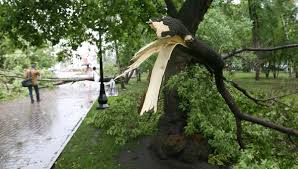 Женщина, на которую упало дерево, в тяжелом состоянии
