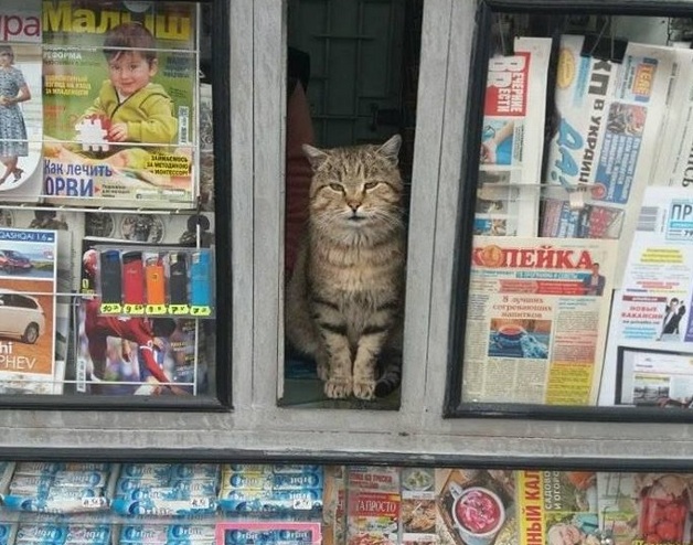 В Кременчуге кот "продает" газеты (фото)
