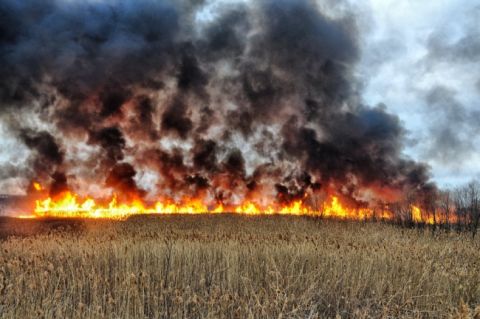 На Полтавщине - крупный пожар на поле, повреждено 20 гектаров посевов