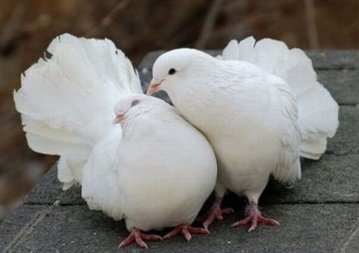Один из полтавских городов "оккупируют" голуби