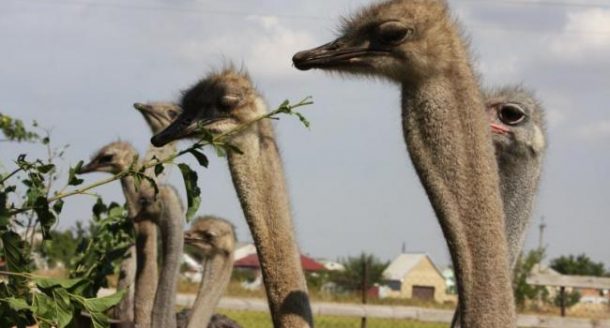 Кременчужане на велосипедах отправятся к страусам
