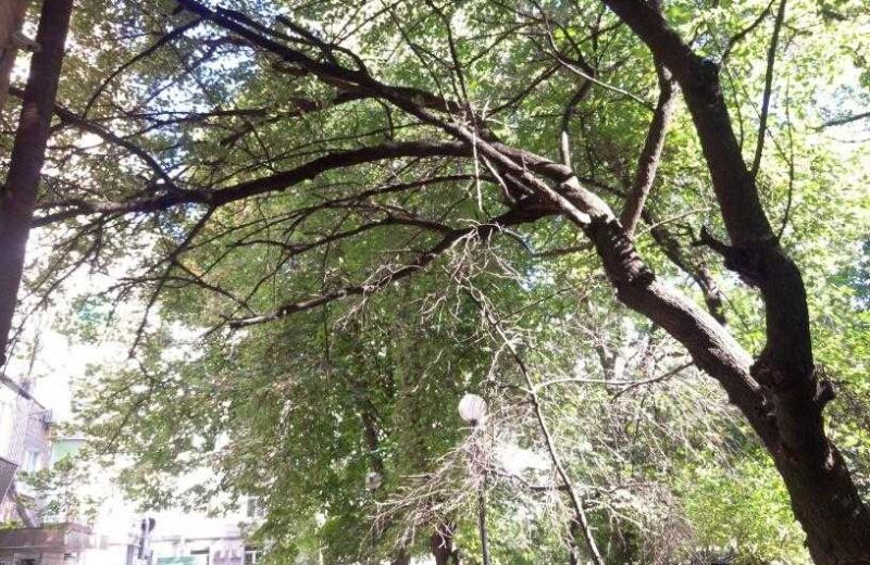 В Горишних Плавнях удаляют опасные деревья 