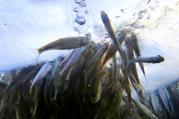 С ноября вводится запрет на ловлю рыбы на зимовальных ямах