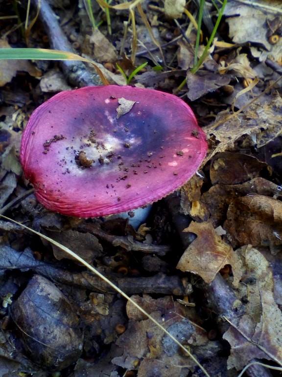 На Полтавщине нашли яркие разноцветные грибы (фото)