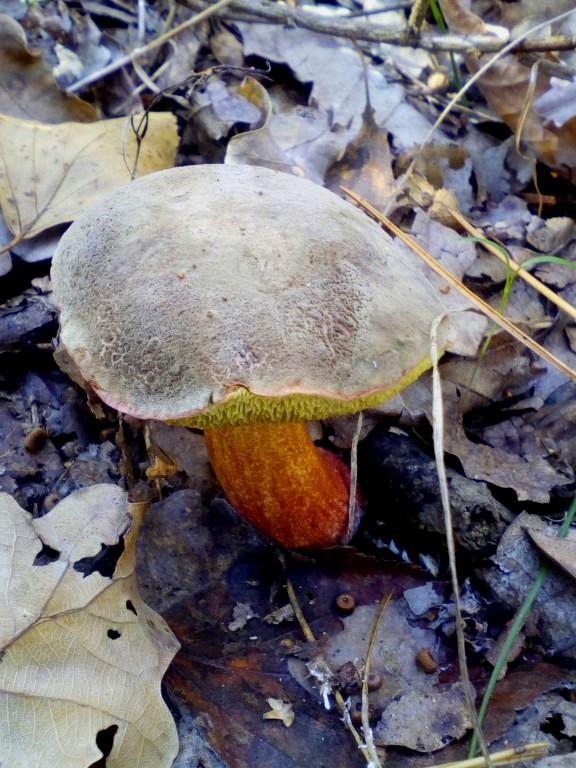 грибы, яркие грибы, парк пирятинский