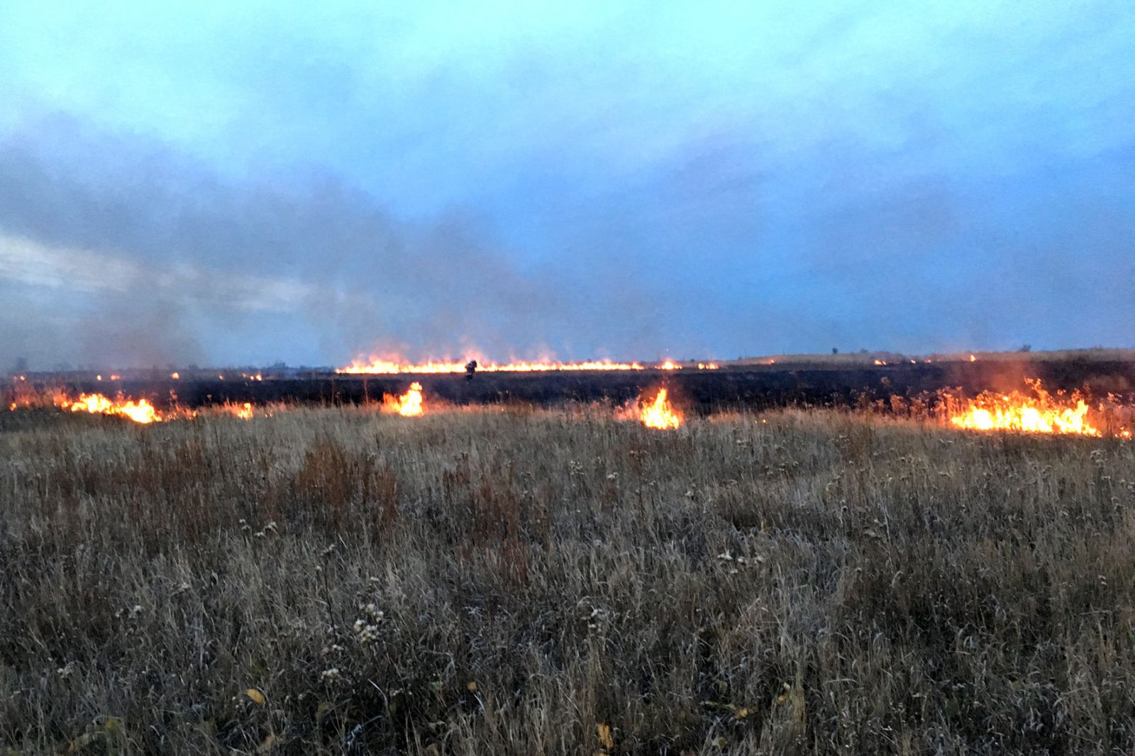 В Козельщинском районе - крупный пожар камыша и травы (фото)