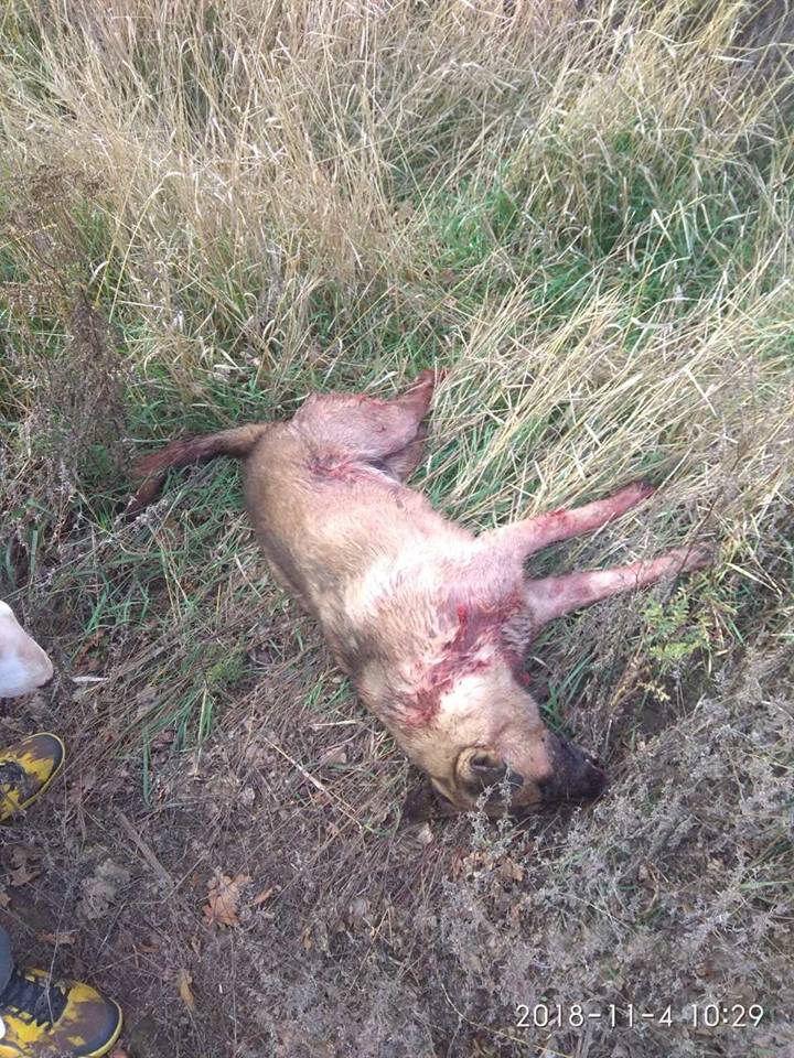 В Полтаве расстреляли бездомную собаку (фото 18+)