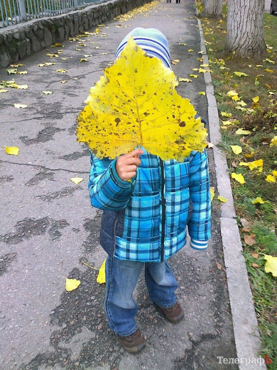 В Кременчуге находят аномально огромные опавшие листья (фото)