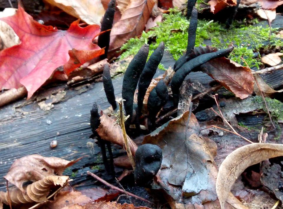 На Полтавщине обнаружили "ведьмины пальцы" - удивительный гриб (фото)