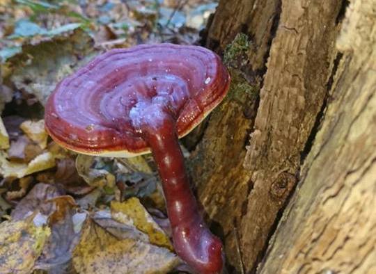 На Полтавщине нашли гриб необычной формы (фото)