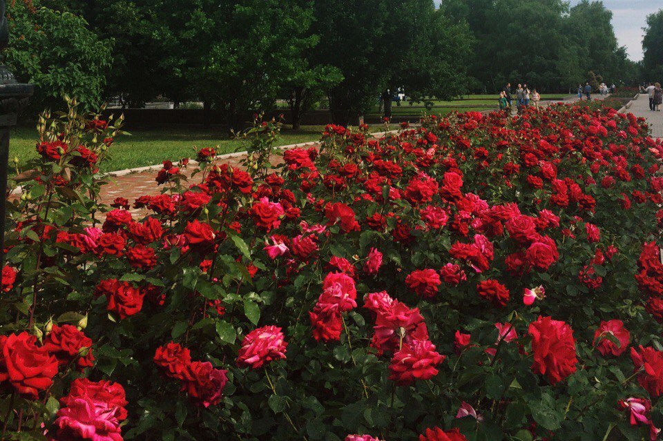 Город на Полтавщине засадили розами