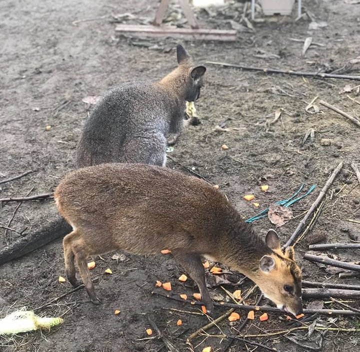 В Кременчуге рядом живут кенгуру и олененок (фото)