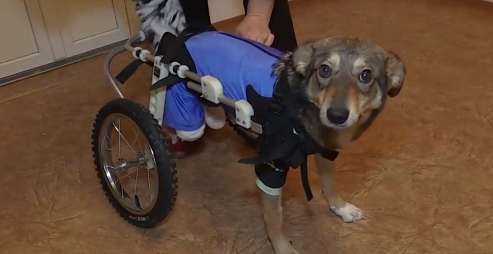 На Полтавщине собрали деньги на инвалидную коляску для собаки (фото)