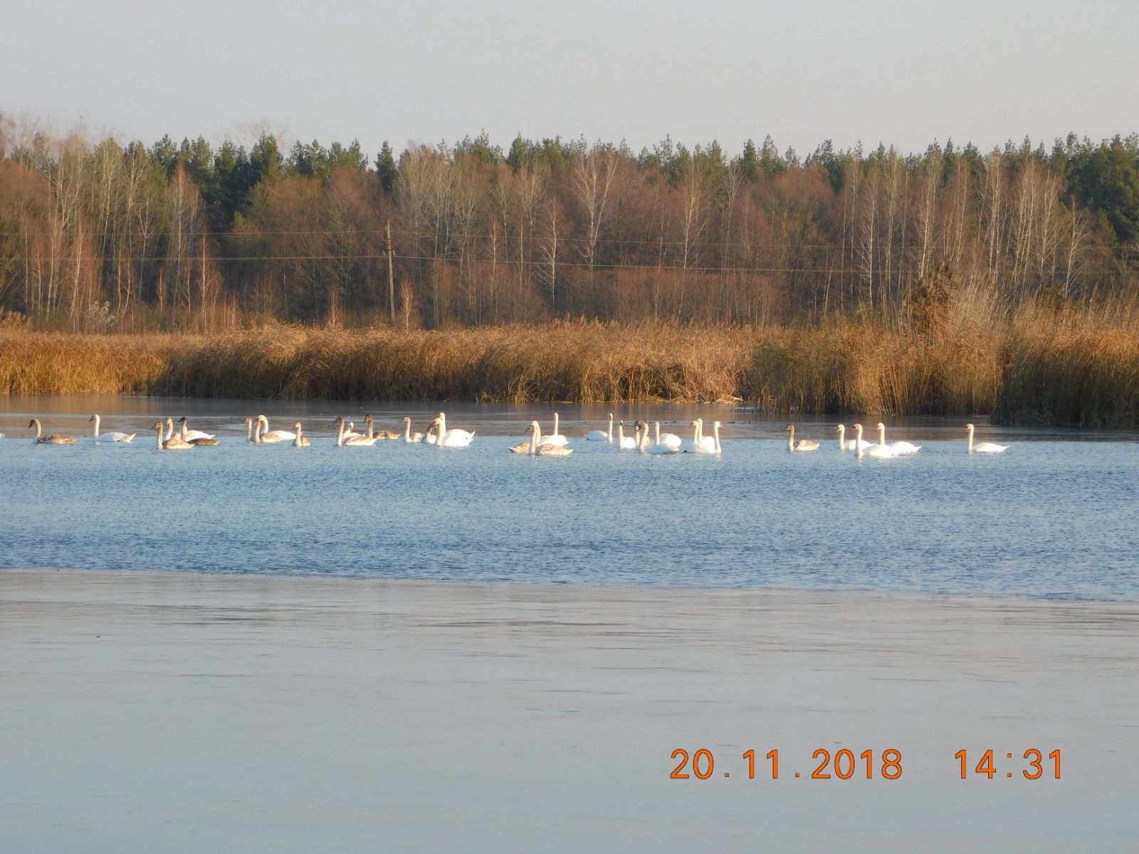 На полтавском озере поселилась большая стая лебедей (фото)