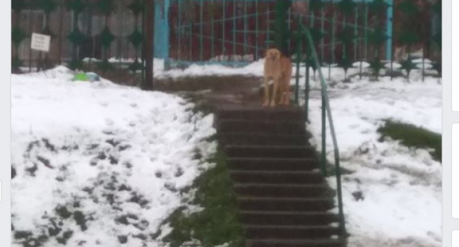 На Полтавщине собака у кладбища месяц ждет хозяина (фото)