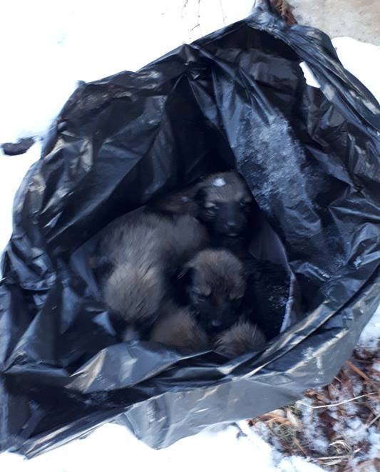 На Полтавщине щенков выбросили на мороз в мусорном пакете (фото)