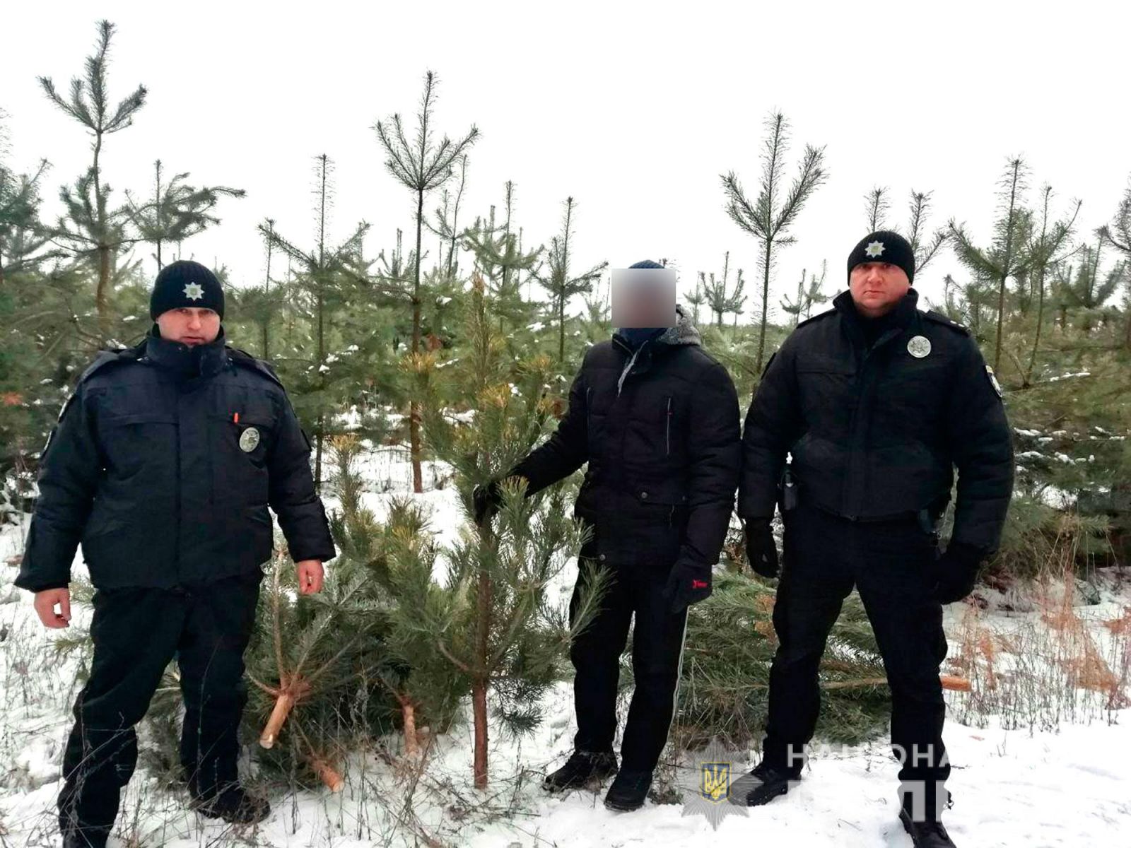 Под Кременчугом мужчина рубил сосны (фото)
