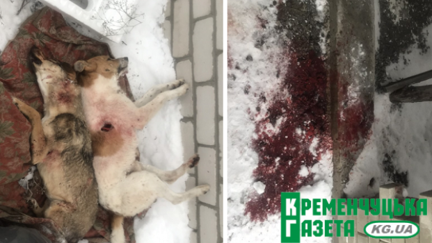 Убитые собаки в лесу: озвучены первые версии (фото 18+)