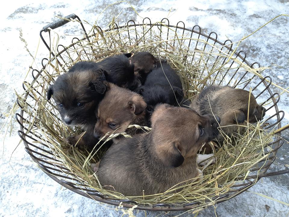 На Полтавщине неизвестные выбросили на мороз 9 щенков (фото)