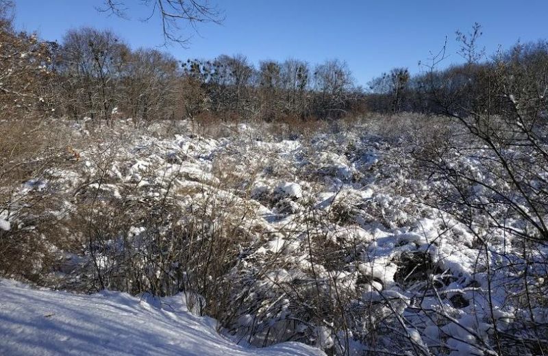 Снег уничтожил половину кустов "Сиреневого гая" на Полтавщине (фото)