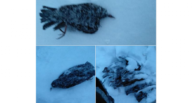 В Кременчуге обнаружили стаю погибших птиц (фото)