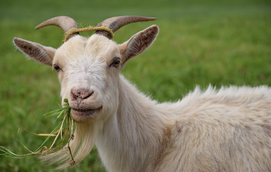 На Полтавщине трое приятелей украли козу и съели ее