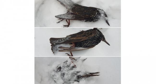В Кременчуге нашли замерзших до смерти птиц (фото)