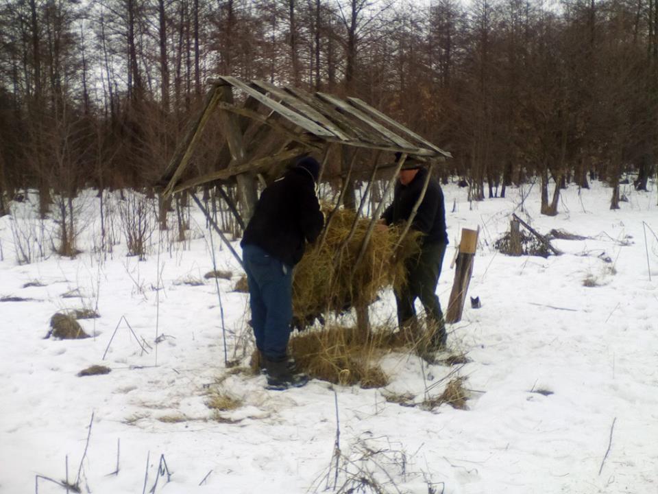На Полтавщине подкармливают диких животных в лесах (фото)