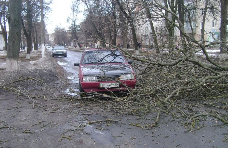 Автомобиль привалило деревом (фото)
