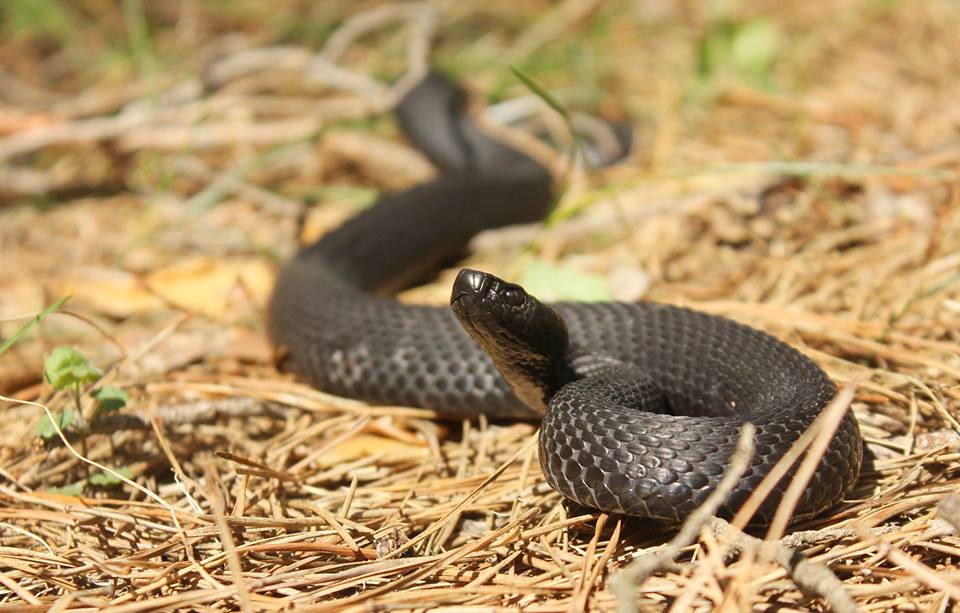 Медянка и черная гадюка: опубликованы фото змей в полтавском природном парке