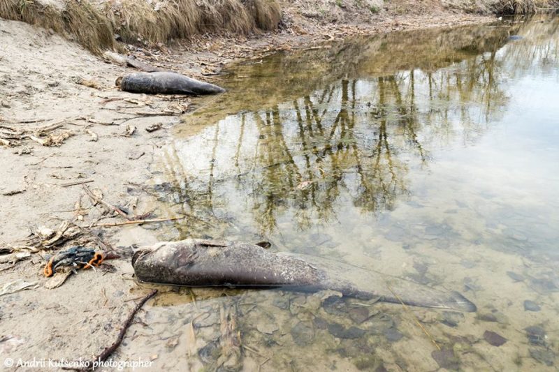 На Полтавщине в городском озере массово гибнет рыба (фото)